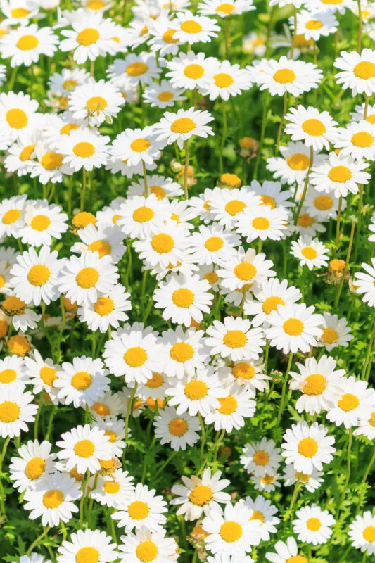 無料スマホ壁紙 おしゃれなマーガレット。AndroidとiPhoneに対応した4K高画質の無料待ち受け画像。三重県津市のかざはやの里で撮影したフリー写真素材