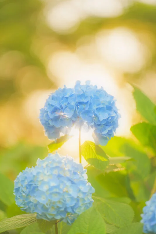 運気が上がる待ち受け 光をまとう紫陽花。AndroidとiPhoneに対応した4K高画質の無料スマホ壁紙。三重県津市のかざはやの里で撮影したフリー写真素材