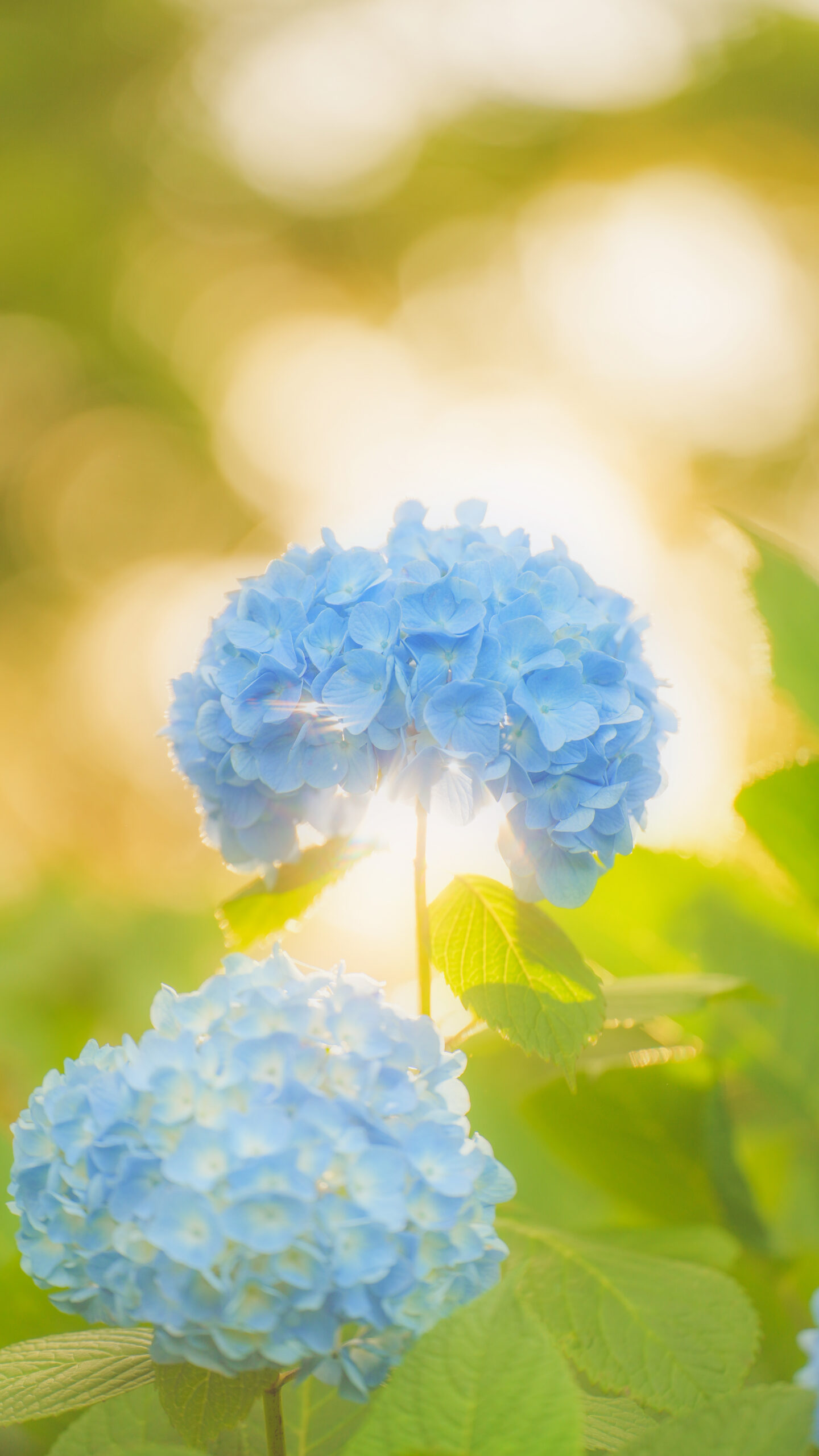 無料スマホ壁紙 光をまとう紫陽花。AndroidとiPhoneに対応した4K高画質の無料待ち受け画像。三重県津市のかざはやの里で撮影したフリー写真素材