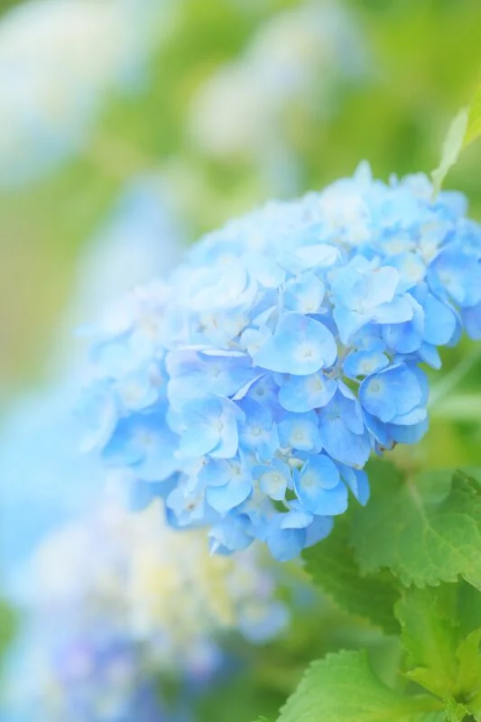 無料スマホ壁紙 初夏の青い紫陽花。AndroidとiPhoneに対応した4K高画質の無料待ち受け画像。三重県津市のかざはやの里で撮影したフリー写真素材
