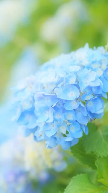 無料スマホ壁紙 初夏の青い紫陽花。AndroidとiPhoneに対応した4K高画質の無料待ち受け画像。三重県津市のかざはやの里で撮影したフリー写真素材