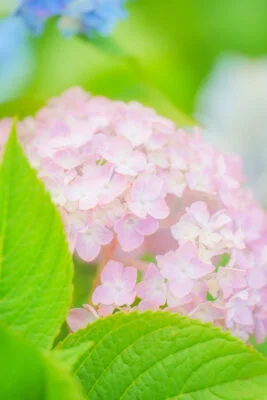 運気が上がる待ち受け パステルピンクの可愛い紫陽花。AndroidとiPhoneに対応した4K高画質の無料スマホ壁紙。三重県津市のかざはやの里で撮影したフリー写真素材