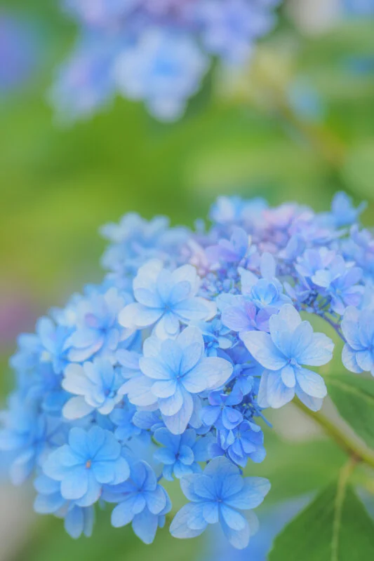 無料スマホ壁紙 可憐な花びらの青い紫陽花。AndroidとiPhoneに対応した4K高画質の無料待ち受け画像。三重県津市のかざはやの里で撮影したフリー写真素材