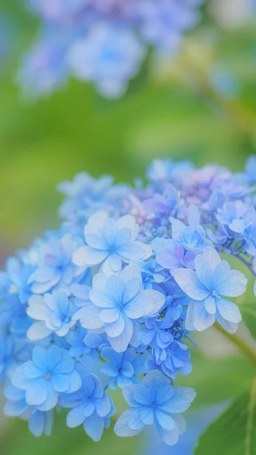 無料スマホ壁紙 可憐な花びらの青い紫陽花。AndroidとiPhoneに対応した4K高画質の無料待ち受け画像。三重県津市のかざはやの里で撮影したフリー写真素材