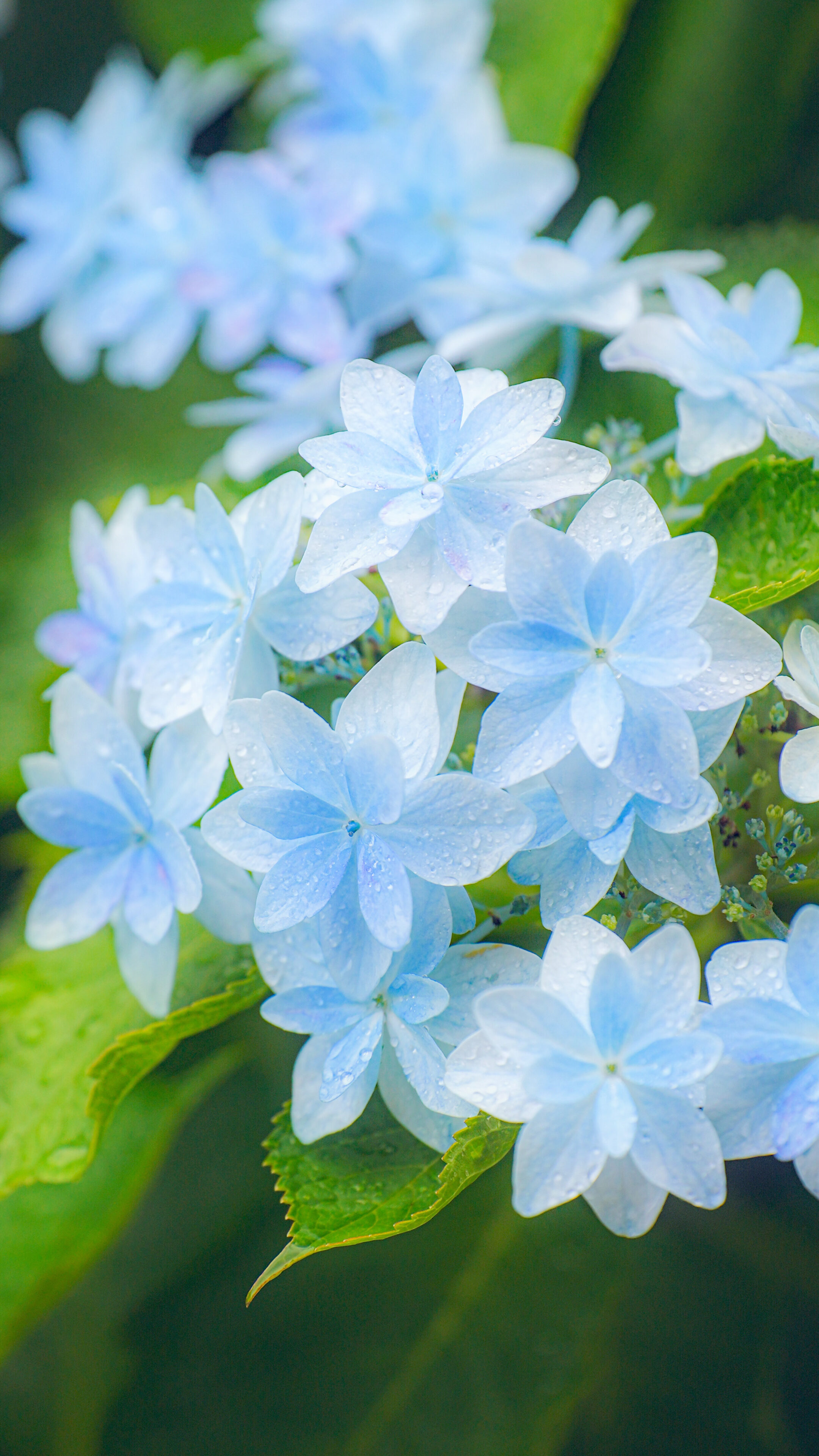 雨粒が乗る水色の紫陽花(三重県津市・かざはやの里)