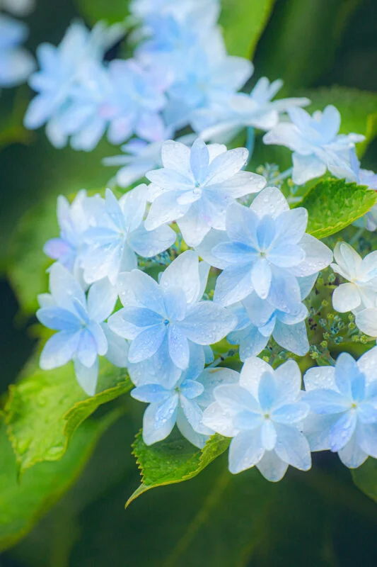 運気が上がる待ち受け 雨粒が乗る水色の紫陽花。AndroidとiPhoneに対応した4K高画質の無料スマホ壁紙。三重県津市のかざはやの里で撮影したフリー写真素材