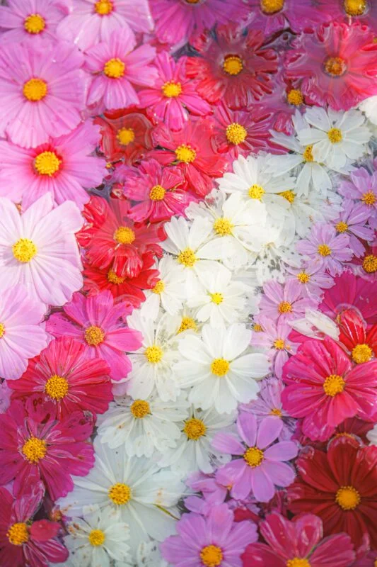 無料スマホ壁紙 虹のように浮かぶコスモスの花手水。AndroidとiPhoneに対応した4K高画質の無料待ち受け画像。三重県津市のかざはやの里で撮影したフリー写真素材