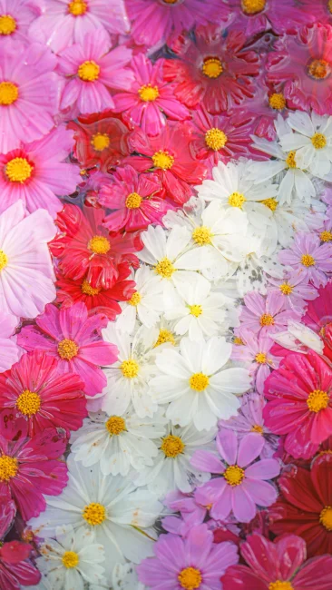 無料スマホ壁紙 虹のように浮かぶコスモスの花手水。AndroidとiPhoneに対応した4K高画質の無料待ち受け画像。三重県津市のかざはやの里で撮影したフリー写真素材