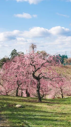 無料スマホ壁紙 咲き乱れるしだれ梅。AndroidとiPhoneに対応した4K高画質の無料待ち受け画像。三重県津市のかざはやの里で撮影したフリー写真素材
