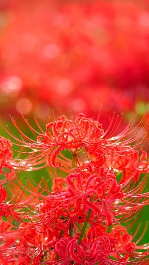 無料スマホ壁紙 神々しい彼岸花。AndroidとiPhoneに対応した4K高画質の無料待ち受け画像。三重県津市の北神山花街道で撮影したフリー写真素材