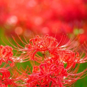 無料スマホ壁紙 神々しい彼岸花。AndroidとiPhoneに対応した4K高画質の無料待ち受け画像。三重県津市の北神山花街道で撮影したフリー写真素材