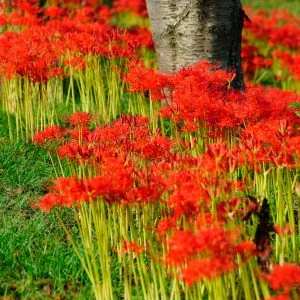 無料スマホ壁紙 木の周りに密集して咲く彼岸花。AndroidとiPhoneに対応した4K高画質の無料待ち受け画像。三重県津市の北神山花街道で撮影したフリー写真素材