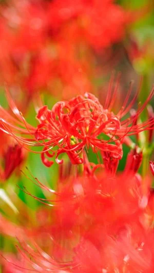 無料スマホ壁紙 可憐に咲く彼岸花。AndroidとiPhoneに対応した4K高画質の無料待ち受け画像。三重県津市の北神山花街道で撮影したフリー写真素材