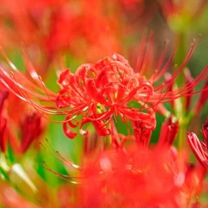 無料スマホ壁紙 可憐に咲く彼岸花。AndroidとiPhoneに対応した4K高画質の無料待ち受け画像。三重県津市の北神山花街道で撮影したフリー写真素材