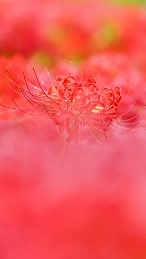 無料スマホ壁紙 彼岸花の真っ赤な世界。AndroidとiPhoneに対応した4K高画質の無料待ち受け画像。三重県津市の北神山花街道で撮影したフリー写真素材