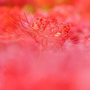 無料スマホ壁紙 彼岸花の真っ赤な世界。AndroidとiPhoneに対応した4K高画質の無料待ち受け画像。三重県津市の北神山花街道で撮影したフリー写真素材