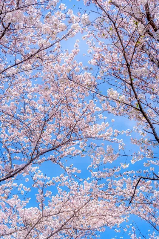 無料スマホ壁紙 青空と桜の花びら。AndroidとiPhoneに対応した4K高画質の無料待ち受け画像。三重県津市の北神山花街道で撮影したフリー写真素材