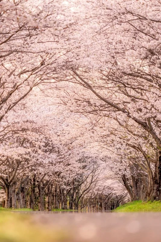 無料スマホ壁紙 夕暮れの桜並木。AndroidとiPhoneに対応した4K高画質の無料待ち受け画像。三重県津市の北神山花街道で撮影したフリー写真素材