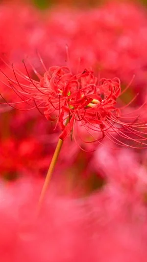 無料スマホ壁紙 彼岸花に染まる真っ赤な世界。AndroidとiPhoneに対応した4K高画質の無料待ち受け画像。三重県津市の北神山花街道で撮影したフリー写真素材