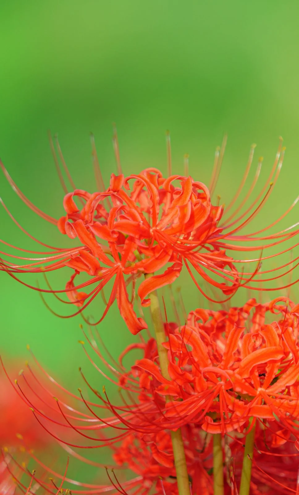 無料スマホ壁紙 凛と輝く彼岸花。AndroidとiPhoneに対応した4K高画質の無料待ち受け画像。三重県津市の北神山花街道で撮影したフリー写真素材