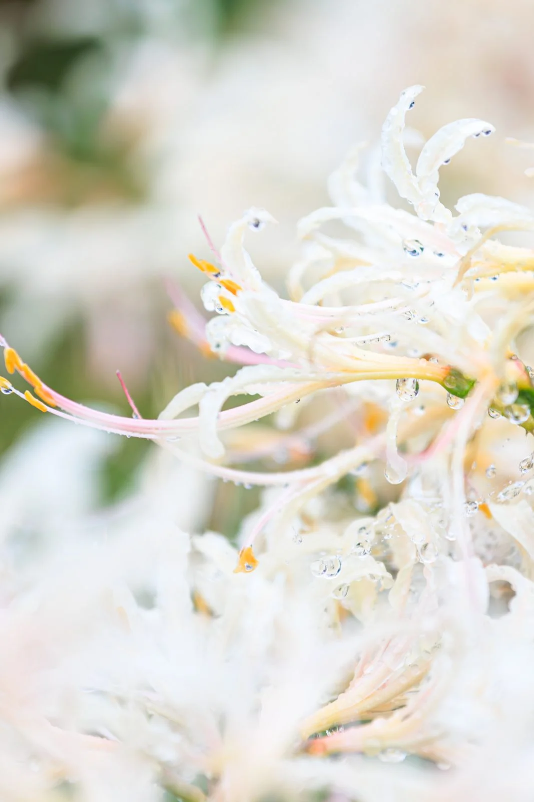 無料スマホ壁紙 露が滴る可憐な白い彼岸花。AndroidとiPhoneに対応した4K高画質の無料待ち受け画像。三重県津市の北神山花街道で撮影したフリー写真素材