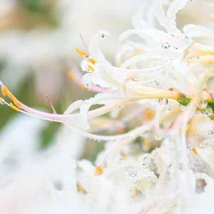 無料スマホ壁紙 露が滴る可憐な白い彼岸花。AndroidとiPhoneに対応した4K高画質の無料待ち受け画像。三重県津市の北神山花街道で撮影したフリー写真素材