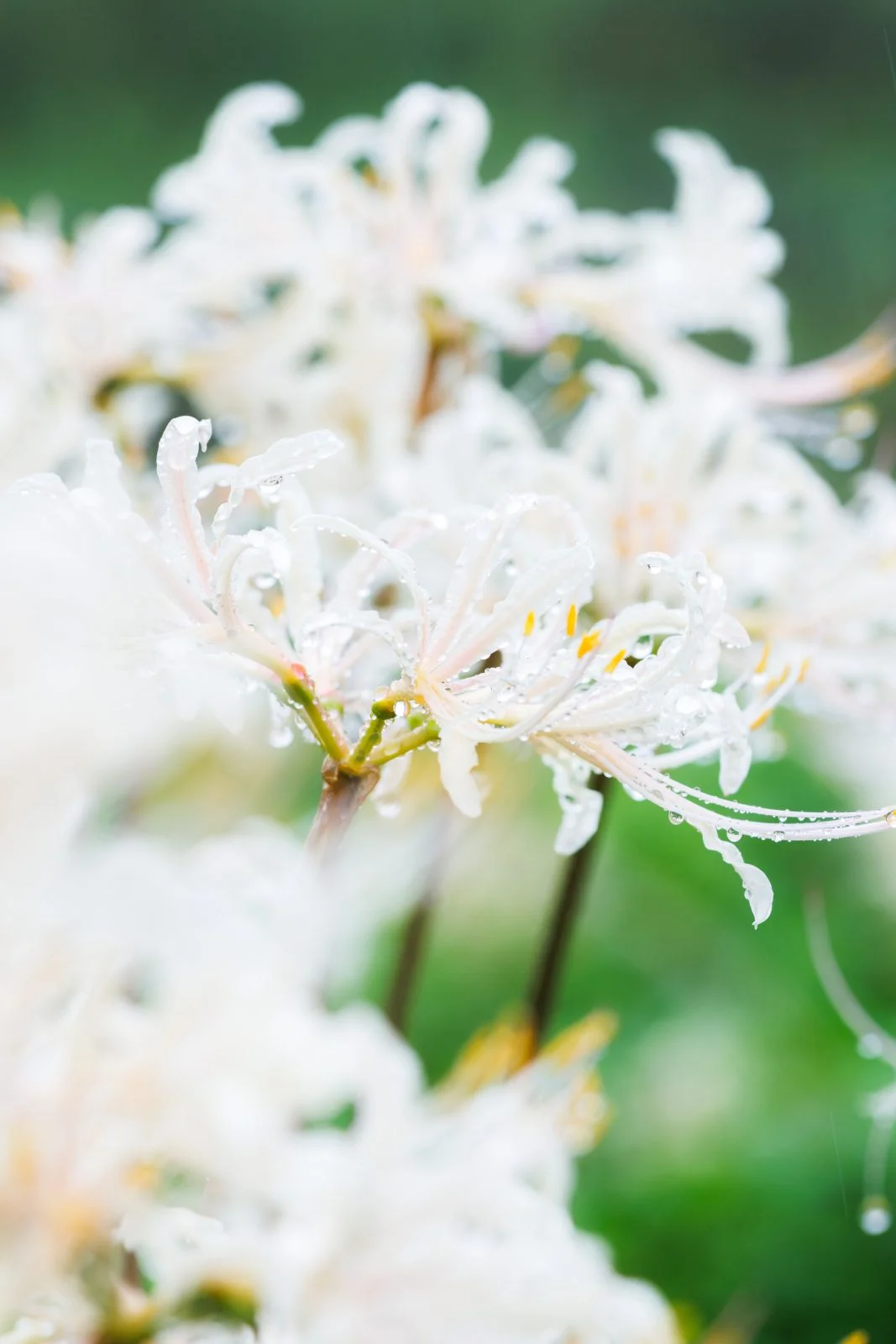 無料スマホ壁紙 露が滴る白い彼岸花。AndroidとiPhoneに対応した4K高画質の無料待ち受け画像。三重県津市の北神山花街道で撮影したフリー写真素材