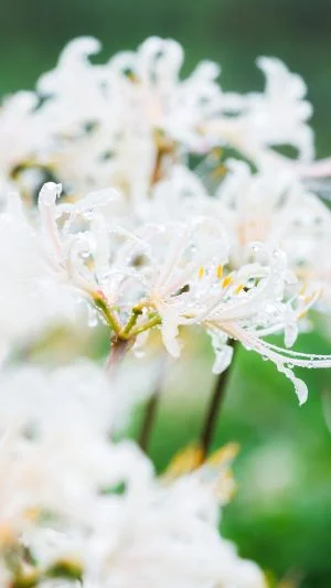 無料スマホ壁紙 露が滴る白い彼岸花。AndroidとiPhoneに対応した4K高画質の無料待ち受け画像。三重県津市の北神山花街道で撮影したフリー写真素材