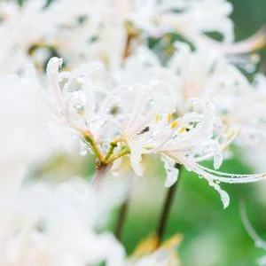 無料スマホ壁紙 露が滴る白い彼岸花。AndroidとiPhoneに対応した4K高画質の無料待ち受け画像。三重県津市の北神山花街道で撮影したフリー写真素材