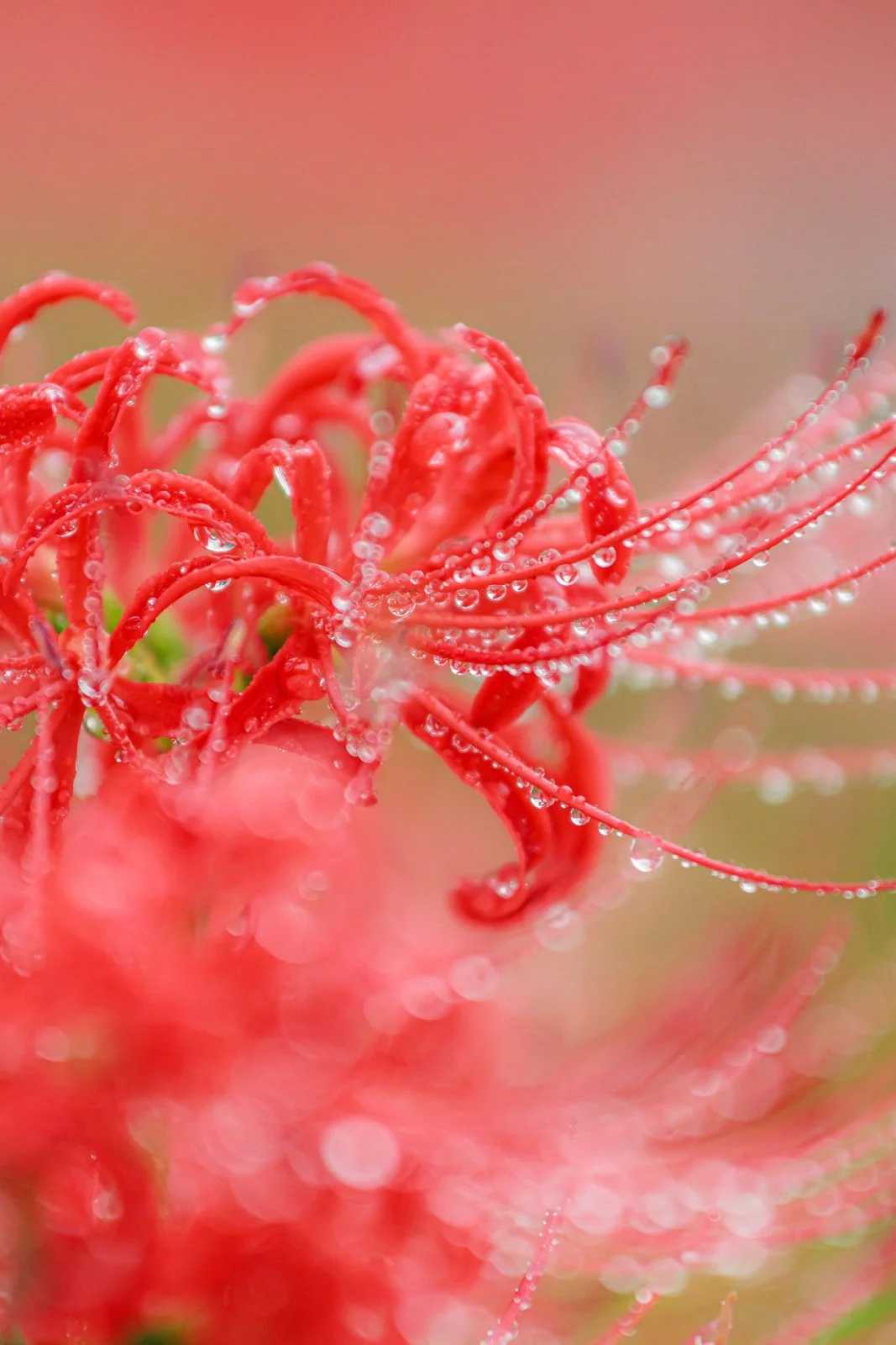 無料スマホ壁紙 露がいっぱいの彼岸花。AndroidとiPhoneに対応した4K高画質の無料待ち受け画像。三重県津市の北神山花街道で撮影したフリー写真素材