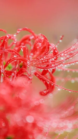 無料スマホ壁紙 露がいっぱいの彼岸花。AndroidとiPhoneに対応した4K高画質の無料待ち受け画像。三重県津市の北神山花街道で撮影したフリー写真素材