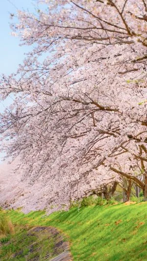 無料壁紙 安濃川と桜並木。PCとデスクトップ壁紙に最適な4K高画質の無料壁紙。三重県津市の北神山花街道で撮影したフリー写真素材