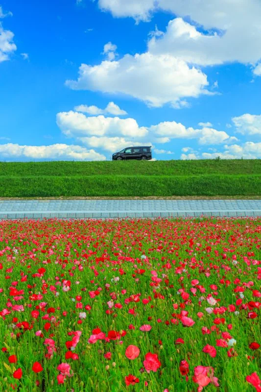 無料スマホ壁紙 ポピー畑と初夏の青空。AndroidとiPhoneに対応した4K高画質の無料待ち受け画像。三重県津市の津市木造町のポピー畑で撮影したフリー写真素材