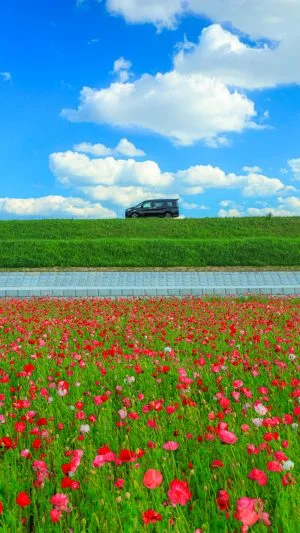 無料スマホ壁紙 ポピー畑と初夏の青空。AndroidとiPhoneに対応した4K高画質の無料待ち受け画像。三重県津市の津市木造町のポピー畑で撮影したフリー写真素材