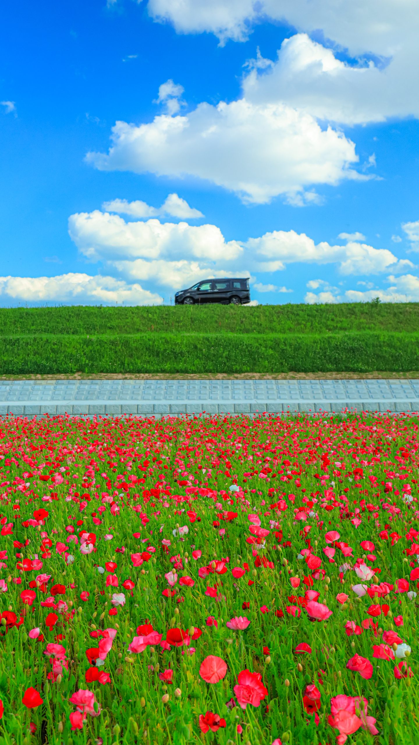 ポピー畑と初夏の青空(三重県津市・津市木造町のポピー畑)