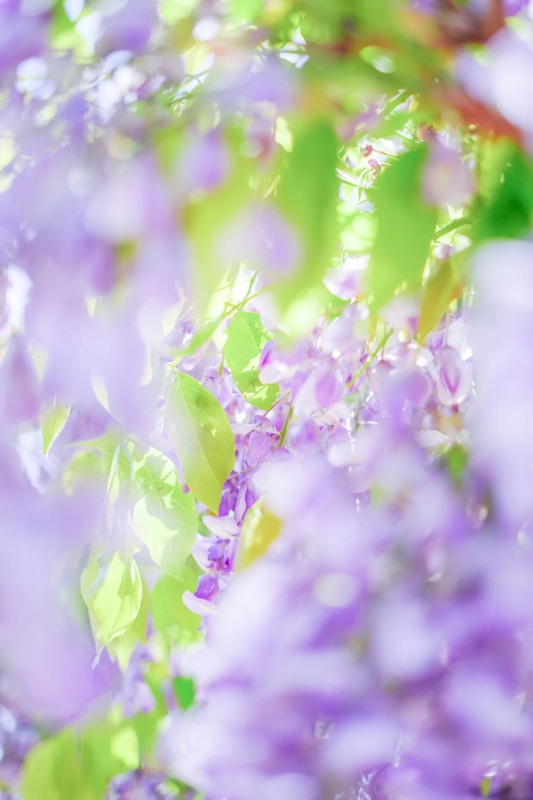 無料スマホ壁紙 宝石のように輝く藤。AndroidとiPhoneに対応した4K高画質の無料待ち受け画像。三重県松阪市の松阪農業公園ベルファームで撮影したフリー写真素材