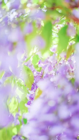 無料スマホ壁紙 宝石のように輝く藤。AndroidとiPhoneに対応した4K高画質の無料待ち受け画像。三重県松阪市の松阪農業公園ベルファームで撮影したフリー写真素材