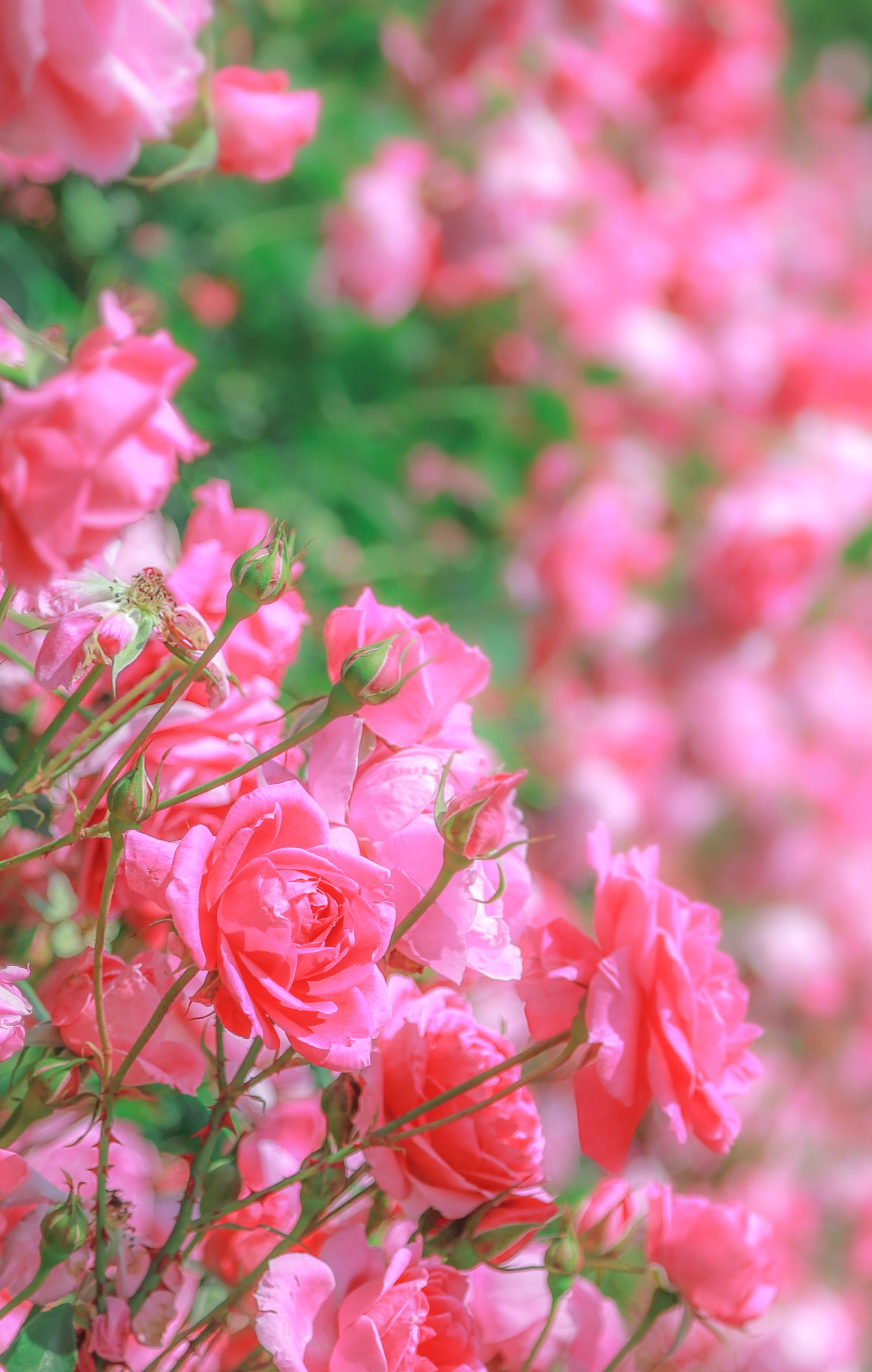 無料スマホ壁紙 薔薇のファンタジー。AndroidとiPhoneに対応した4K高画質の無料待ち受け画像。三重県松阪市の松阪農業公園ベルファームで撮影したフリー写真素材