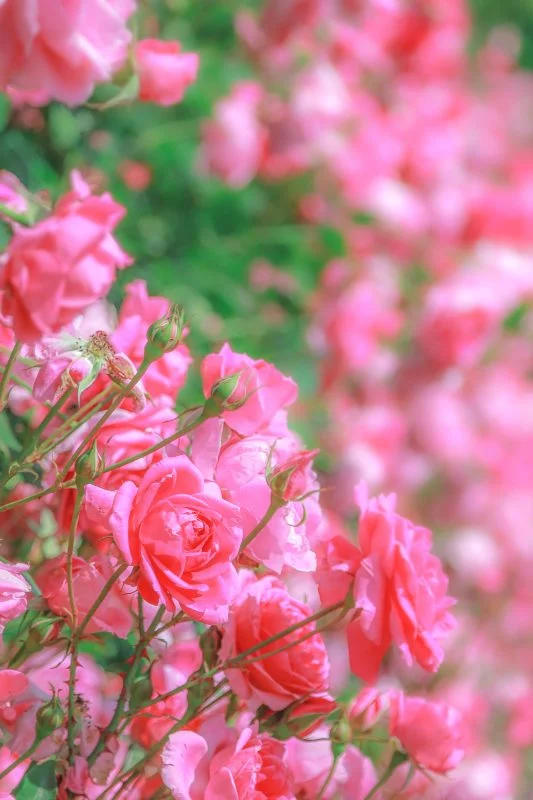 無料スマホ壁紙 薔薇のファンタジー。AndroidとiPhoneに対応した4K高画質の無料待ち受け画像。三重県松阪市の松阪農業公園ベルファームで撮影したフリー写真素材