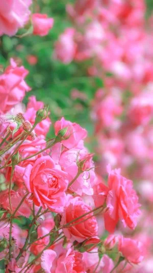 無料スマホ壁紙 薔薇のファンタジー。AndroidとiPhoneに対応した4K高画質の無料待ち受け画像。三重県松阪市の松阪農業公園ベルファームで撮影したフリー写真素材