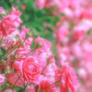 無料スマホ壁紙 薔薇のファンタジー