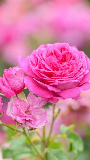 無料スマホ壁紙 ピンクの薔薇。AndroidとiPhoneに対応した4K高画質の無料待ち受け画像。三重県松阪市の松阪農業公園ベルファームで撮影したフリー写真素材