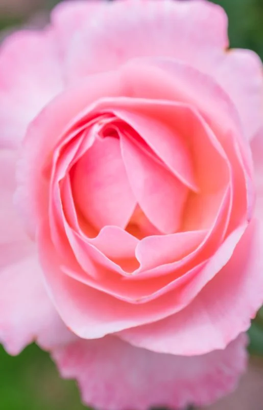 無料スマホ壁紙 薔薇の可憐な花びら。AndroidとiPhoneに対応した4K高画質の無料待ち受け画像。三重県松阪市の松阪農業公園ベルファームで撮影したフリー写真素材