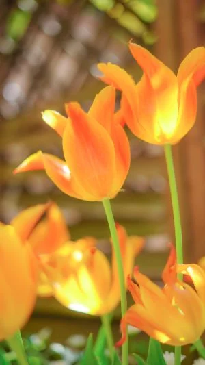 無料スマホ壁紙 オレンジ色のチューリップ。AndroidとiPhoneに対応した4K高画質の無料待ち受け画像。三重県松阪市の松阪農業公園ベルファームで撮影したフリー写真素材