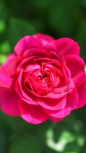 無料スマホ壁紙 鮮やかなピンク色の薔薇。AndroidとiPhoneに対応した4K高画質の無料待ち受け画像。三重県松阪市の松阪農業公園ベルファームで撮影したフリー写真素材