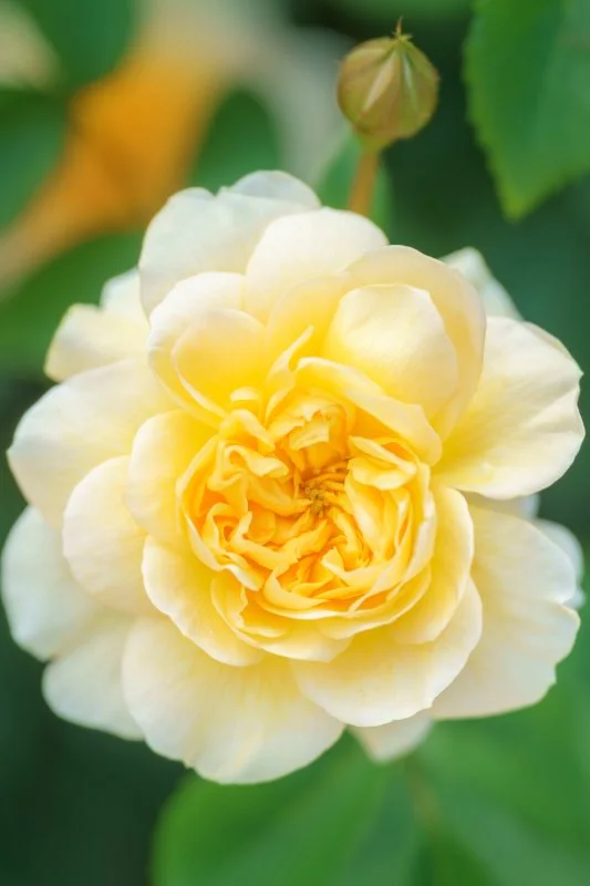 無料スマホ壁紙 優しい黄色の薔薇。AndroidとiPhoneに対応した4K高画質の無料待ち受け画像。三重県松阪市の松阪農業公園ベルファームで撮影したフリー写真素材