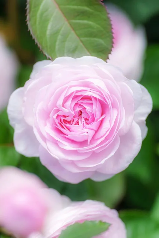 無料スマホ壁紙 優しいピンク色の薔薇。AndroidとiPhoneに対応した4K高画質の無料待ち受け画像。三重県松阪市の松阪農業公園ベルファームで撮影したフリー写真素材