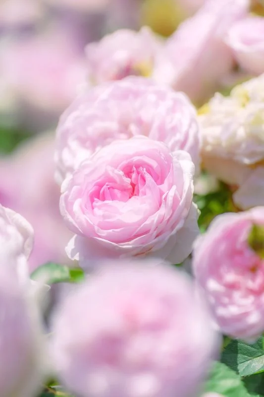 無料スマホ壁紙 薔薇の楽園に包まれて...。AndroidとiPhoneに対応した4K高画質の無料待ち受け画像。三重県松阪市の松阪農業公園ベルファームで撮影したフリー写真素材