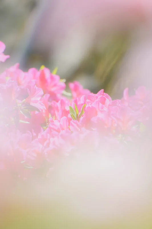 無料スマホ壁紙 きらめくツツジ。AndroidとiPhoneに対応した4K高画質の無料待ち受け画像。三重県松阪市の松坂城跡で撮影したフリー写真素材