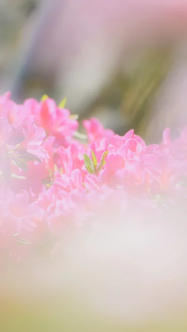 無料スマホ壁紙 きらめくツツジ。AndroidとiPhoneに対応した4K高画質の無料待ち受け画像。三重県松阪市の松坂城跡で撮影したフリー写真素材